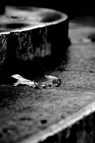 Лист на ступеньках обои