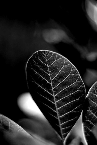 Красные листья обои