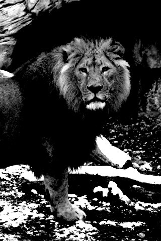 Красивый лев в лесу обои