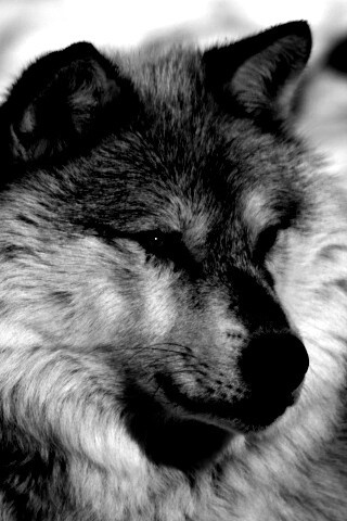 Лайка на снегу обои