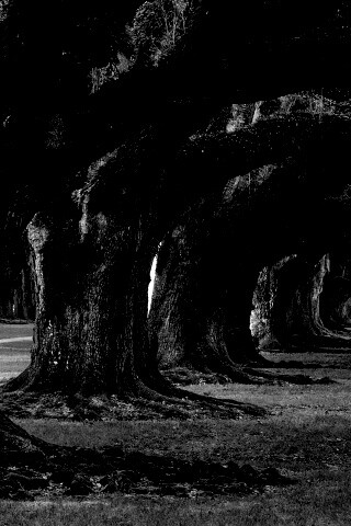 Деревья обои