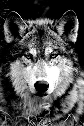 Угрюмый волк обои