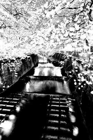 Река и цветение сакуры обои