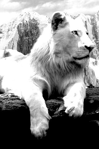 Белый лев обои