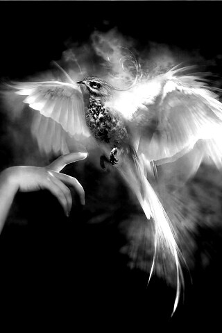 Феникс обои