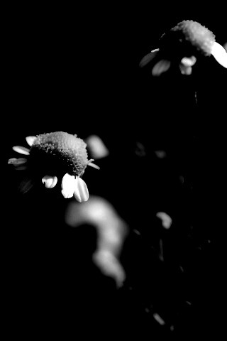 Стремный лепестун обои