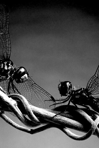 Две стрекозы обои