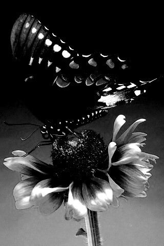 Бабочка на цветке обои