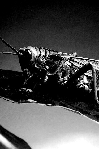 Сверчек на листе обои