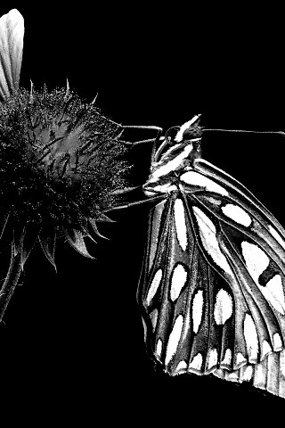 Бабочка на цветке обои