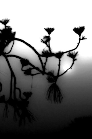 Ленкоранская акация на фоне синего заката обои