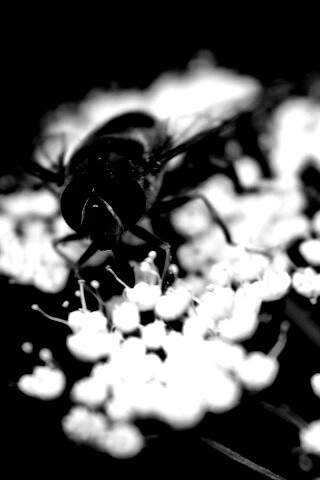 Пчела на нежный белых цветах обои