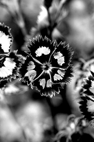 Неизвестные науке цветы обои