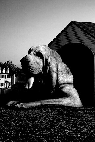 Действительно большая собака обои