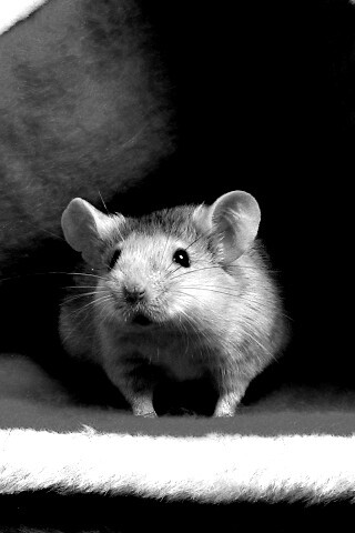 Толстый новогодний мышонок обои