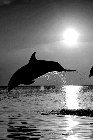 Дельфины выпрыгивают из воды обои
