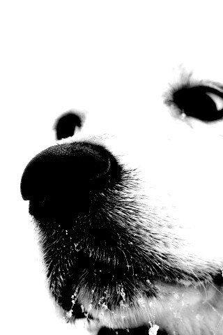 Белый пёсик обои