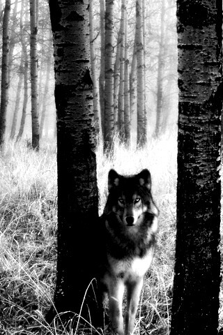 Волк в лесу обои