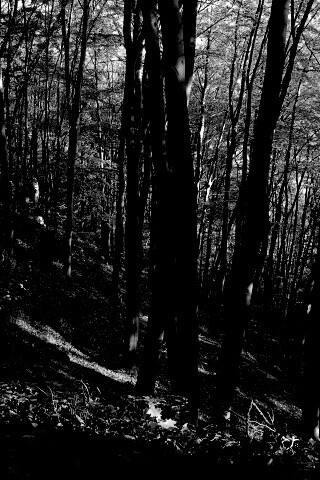 Осенний лес обои