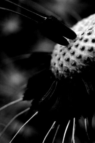 Лысеющий одуванчик обои