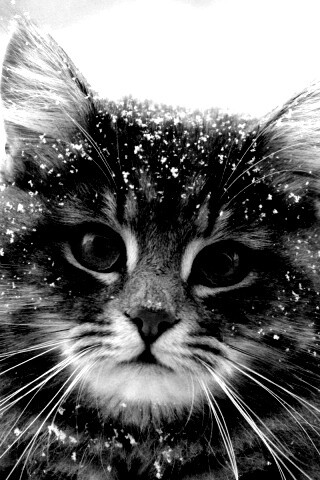 Кот в снегу обои