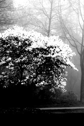 Цветущее дерево обои