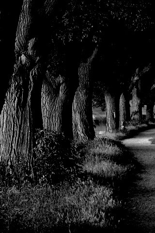 Аллея старых раскидистых деревьев обои