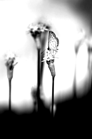 Бабочка на цветке обои