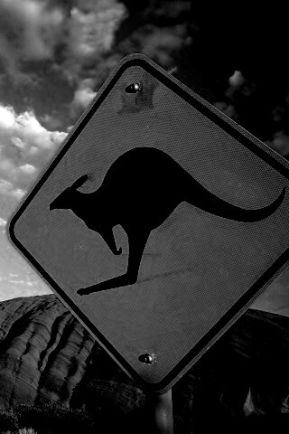 Осторожно, кенгуру! обои