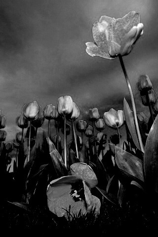 Жёлтые тюльпаны обои