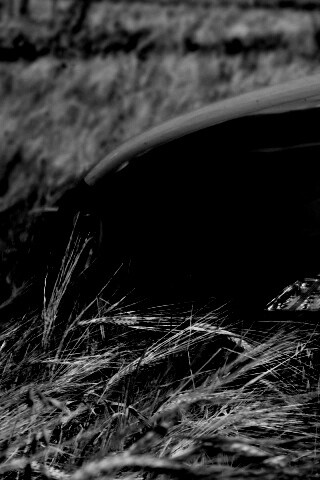 Мазда в пшенице обои