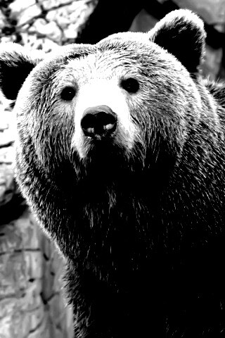 Бурый мишка обои