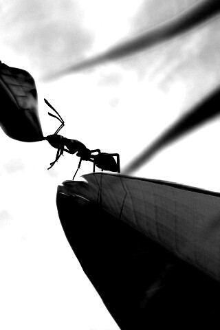 Муравей тащит лист обои