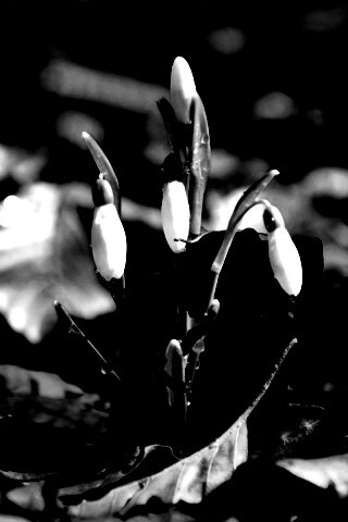 Первые весенние цветы обои