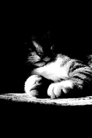 Котик в тени обои