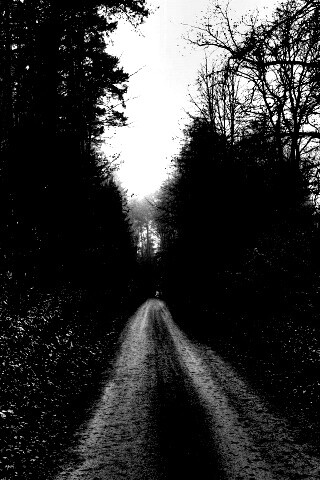 Дорога через лес обои