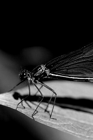 Стрекоза на листе обои