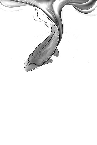 Золоая рыбка  обои