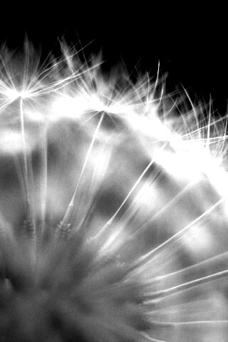 Макро фото одуванчика обои