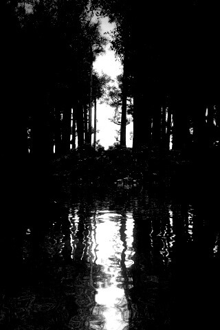 Болото в лесу обои