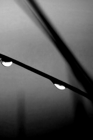 Трава после дождя обои