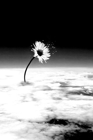 Ромашка в стратосфере обои