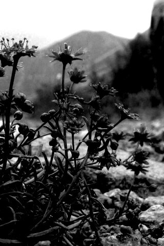 Горные цветы обои