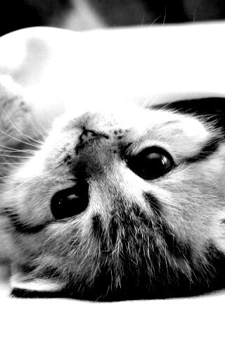 Котёнок вверх ногами обои