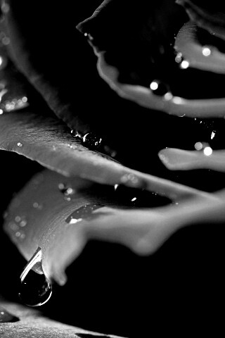 Капли на лепестках розы обои