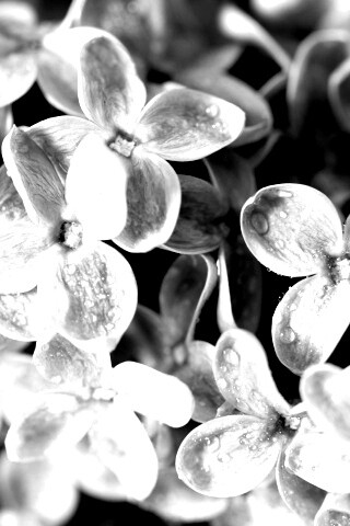 Цветы сирени обои