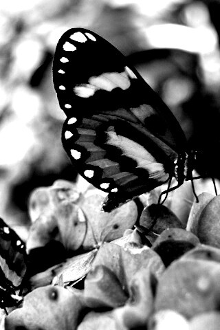 Две бабочки обои
