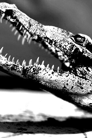 Крокодил разинул пасть обои