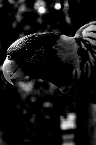 Попугай на канате обои