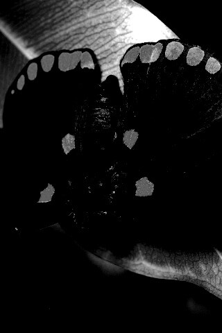 Бабочка на листе обои